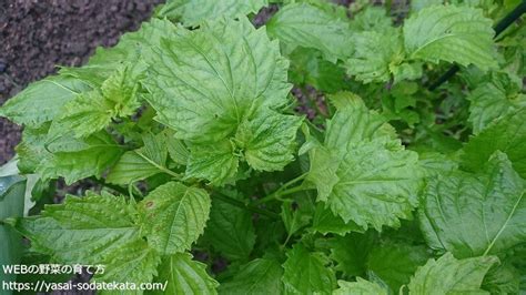 大葉植物|大葉（シソ）の育て方・栽培方法｜適切な生育環境や 